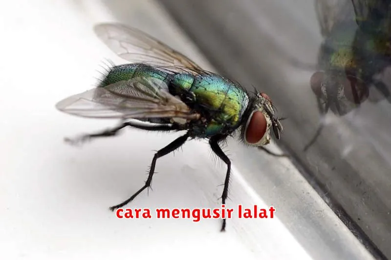 cara mengusir lalat