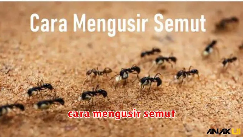 cara mengusir semut