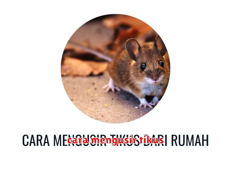 cara mengusir tikus