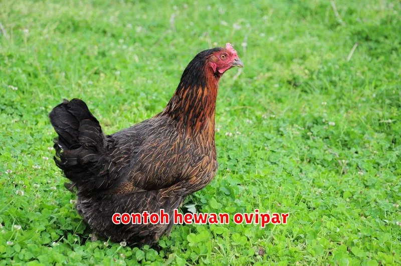 contoh hewan ovipar