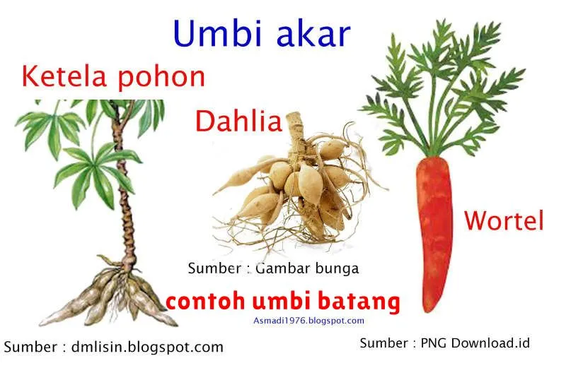 contoh umbi batang