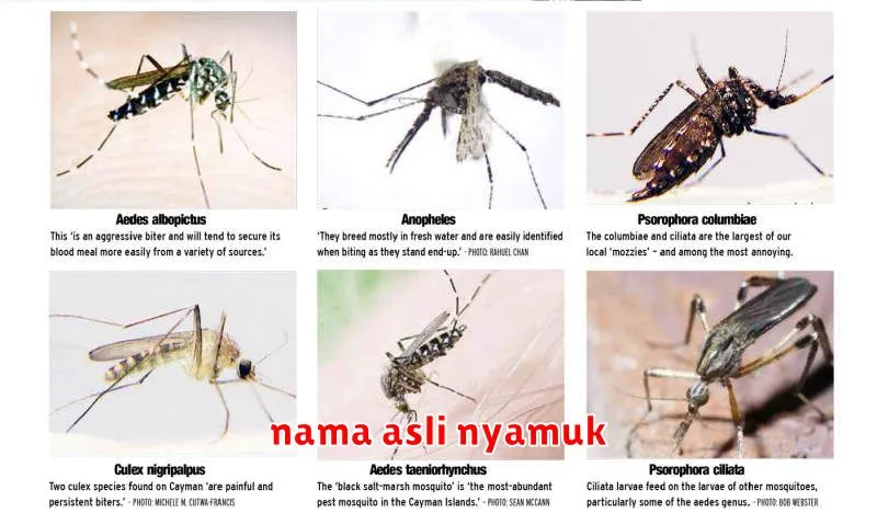 nama asli nyamuk