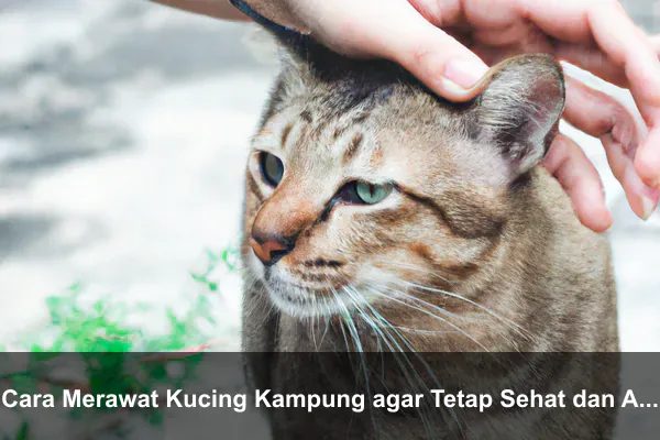 Cara Merawat Kucing Kampung agar Tetap Sehat dan Aktif