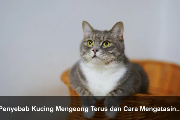 Penyebab Kucing Mengeong Terus dan Cara Mengatasinya