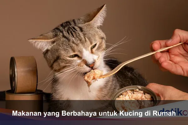 Makanan yang Berbahaya untuk Kucing di Rumah