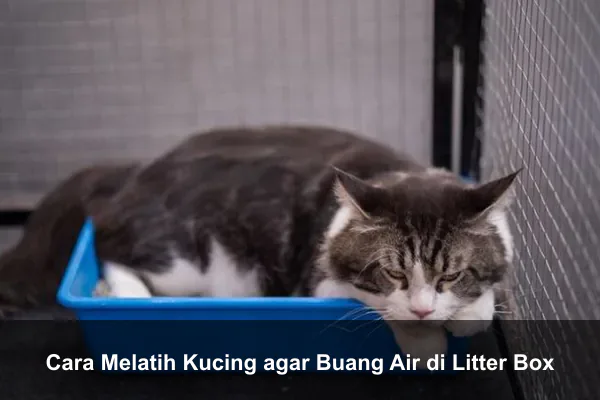 Cara Melatih Kucing agar Buang Air di Litter Box