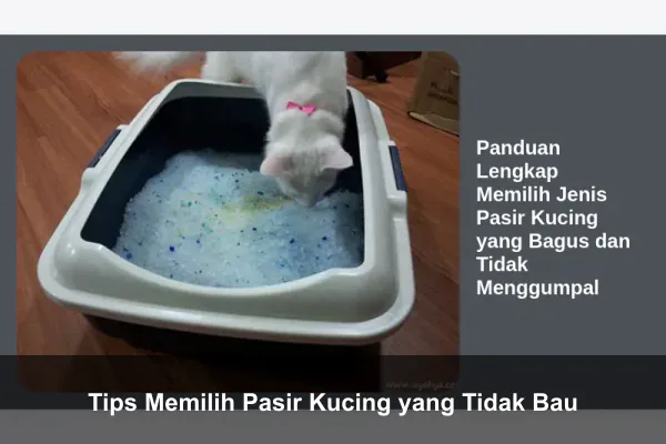 Tips Memilih Pasir Kucing yang Tidak Bau