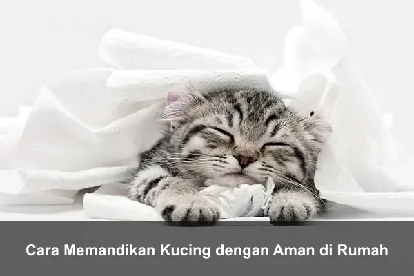 Cara Memandikan Kucing dengan Aman di Rumah