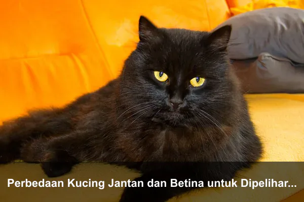 Perbedaan Kucing Jantan dan Betina untuk Dipelihara