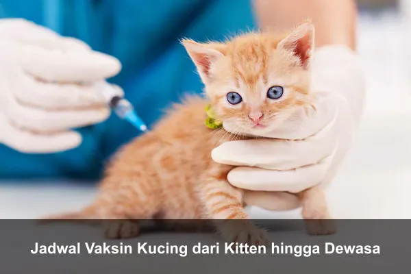 Jadwal Vaksin Kucing dari Kitten hingga Dewasa
