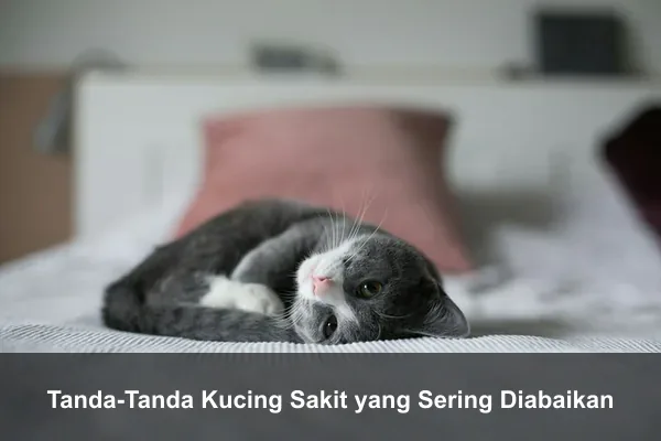 Tanda-Tanda Kucing Sakit yang Sering Diabaikan