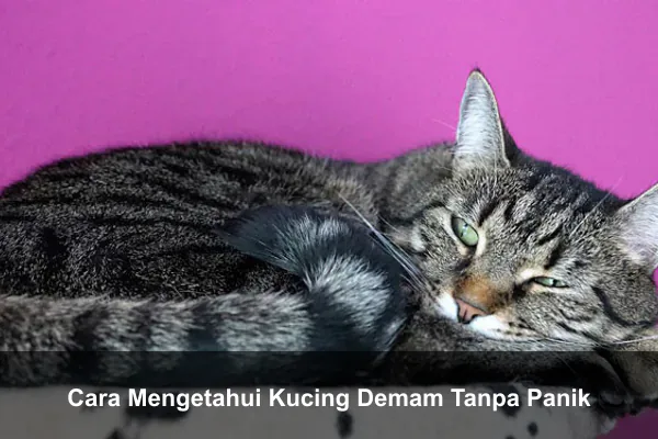 Cara Mengetahui Kucing Demam Tanpa Panik