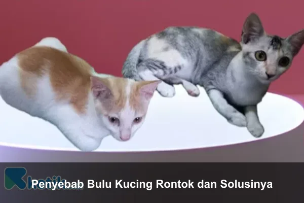 Penyebab Bulu Kucing Rontok dan Solusinya