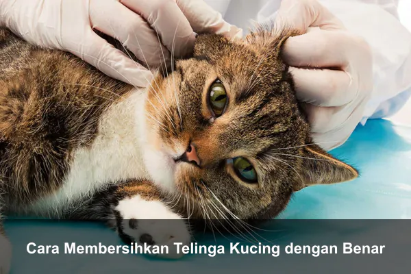 Cara Membersihkan Telinga Kucing dengan Benar