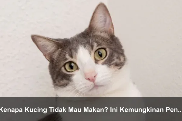 Kenapa Kucing Tidak Mau Makan? Ini Kemungkinan Penyebabnya