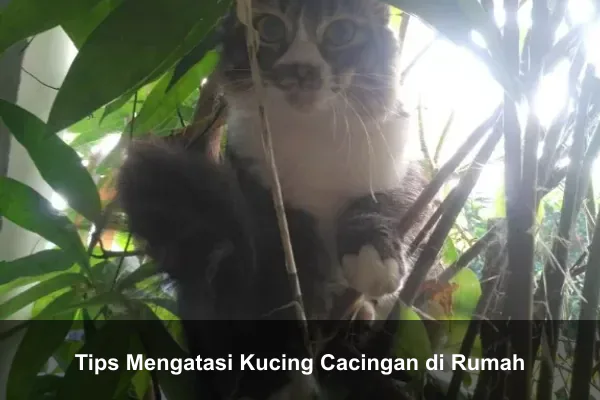 Tips Mengatasi Kucing Cacingan di Rumah