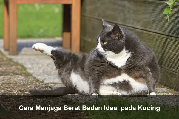 Cara Menjaga Berat Badan Ideal pada Kucing