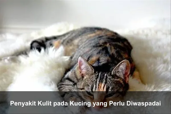 Penyakit Kulit pada Kucing yang Perlu Diwaspadai