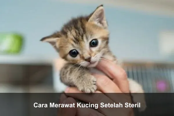 Cara Merawat Kucing Setelah Steril