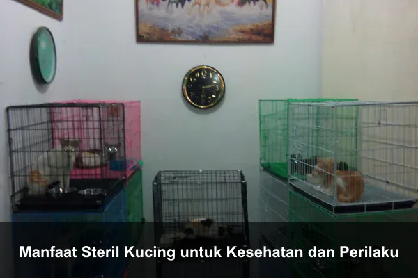 Manfaat Steril Kucing untuk Kesehatan dan Perilaku