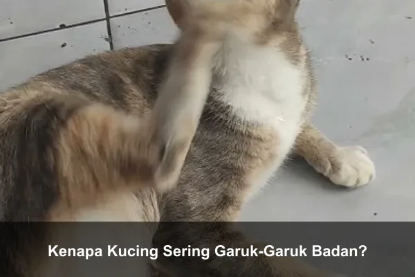 Kenapa Kucing Sering Garuk-Garuk Badan?