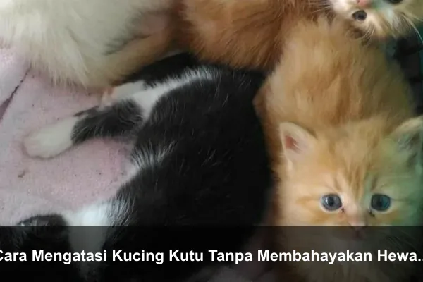 Cara Mengatasi Kucing Kutu Tanpa Membahayakan Hewan