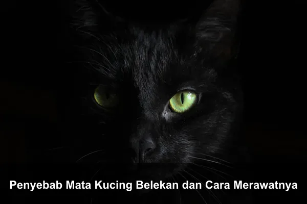 Penyebab Mata Kucing Belekan dan Cara Merawatnya