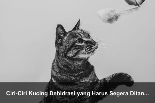Ciri-Ciri Kucing Dehidrasi yang Harus Segera Ditangani