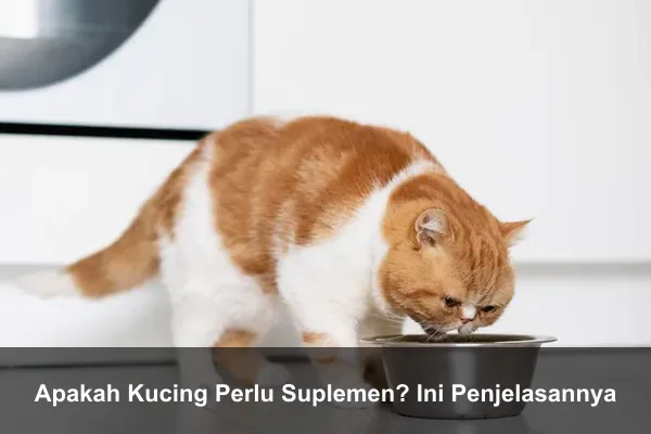 Apakah Kucing Perlu Suplemen? Ini Penjelasannya