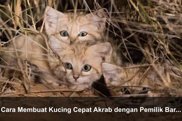 Cara Membuat Kucing Cepat Akrab dengan Pemilik Baru