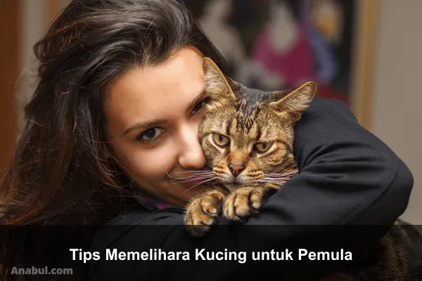Tips Memelihara Kucing untuk Pemula