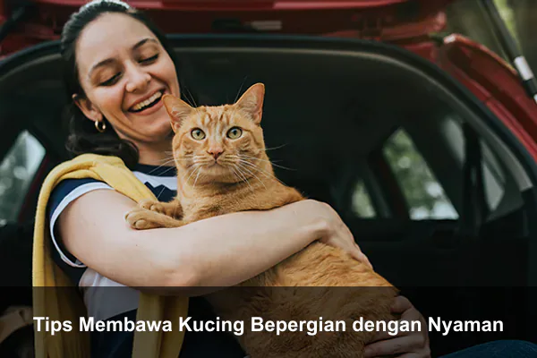 Tips Membawa Kucing Bepergian dengan Nyaman