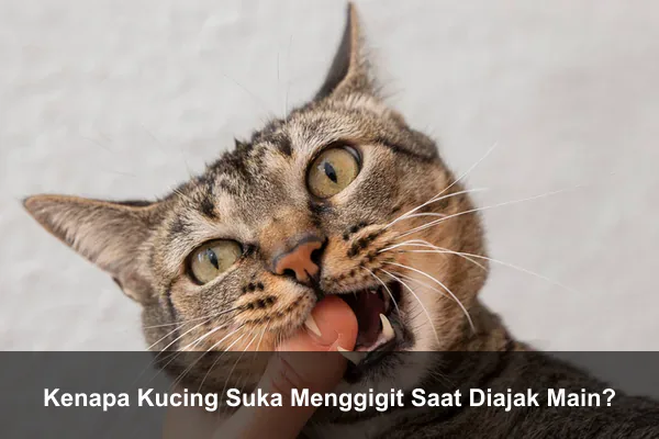 Kenapa Kucing Suka Menggigit Saat Diajak Main?