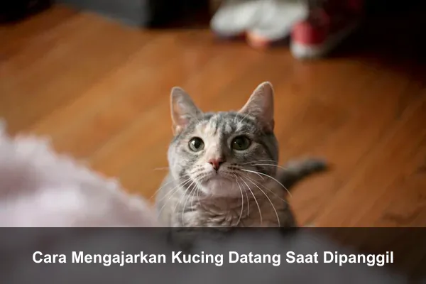 Cara Mengajarkan Kucing Datang Saat Dipanggil