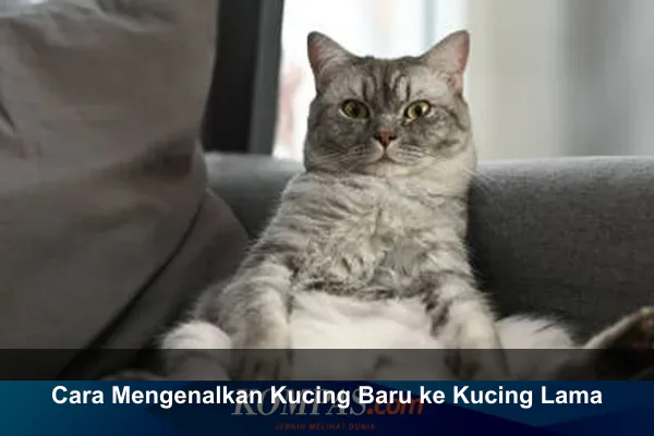 Cara Mengenalkan Kucing Baru ke Kucing Lama