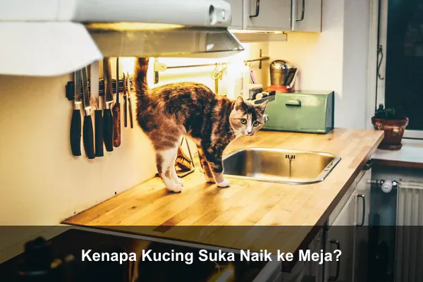 Kenapa Kucing Suka Naik ke Meja?