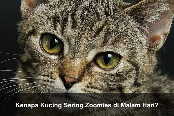 Kenapa Kucing Sering Zoomies di Malam Hari?