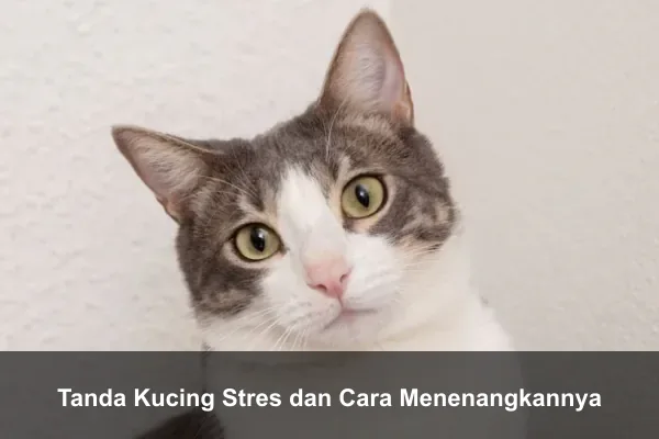 Tanda Kucing Stres dan Cara Menenangkannya