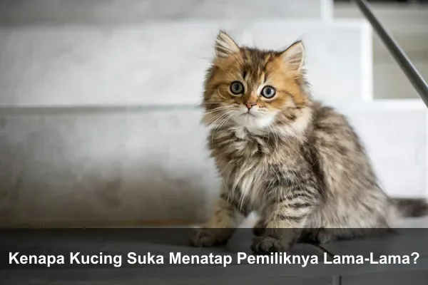 Kenapa Kucing Suka Menatap Pemiliknya Lama-Lama?