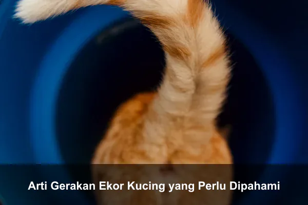 Arti Gerakan Ekor Kucing yang Perlu Dipahami