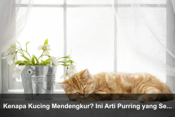 Kenapa Kucing Mendengkur? Ini Arti Purring yang Sebenarnya