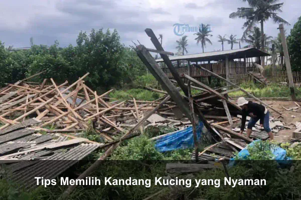 Tips Memilih Kandang Kucing yang Nyaman