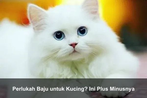 Perlukah Baju untuk Kucing? Ini Plus Minusnya
