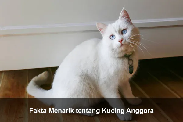 Fakta Menarik tentang Kucing Anggora