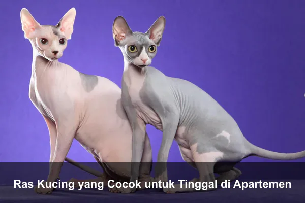 Ras Kucing yang Cocok untuk Tinggal di Apartemen
