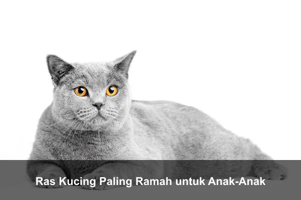 Ras Kucing Paling Ramah untuk Anak-Anak