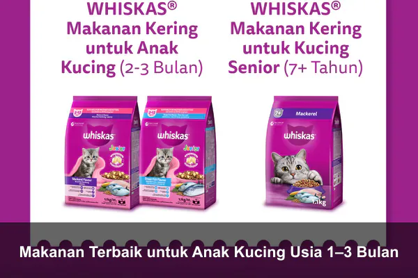Makanan Terbaik untuk Anak Kucing Usia 1–3 Bulan