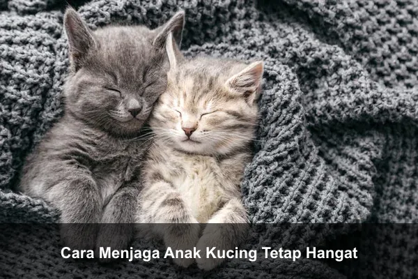 Cara Menjaga Anak Kucing Tetap Hangat