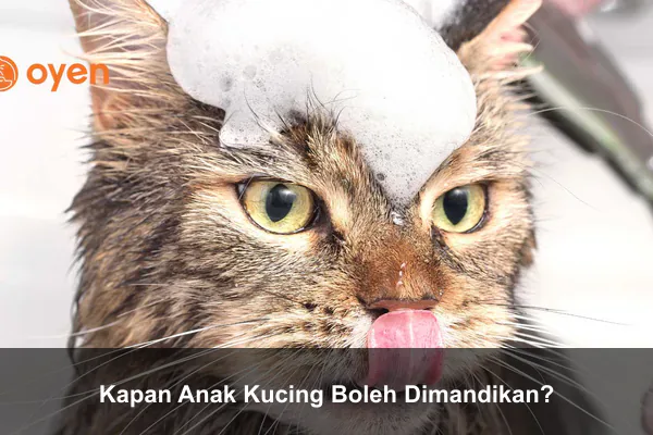 Kapan Anak Kucing Boleh Dimandikan?