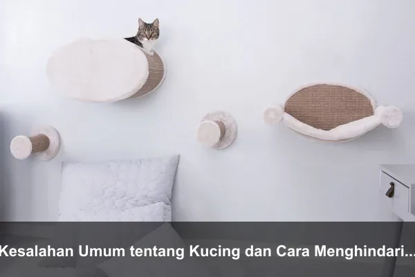 Kesalahan Umum tentang Kucing dan Cara Menghindarinya